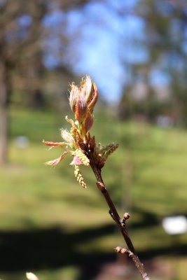 Quercus rubra - dub červený - jehněda